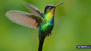 ¿Por qué aparece un colibrí en mi casa?