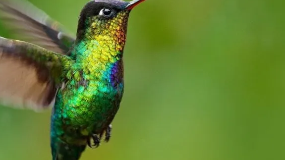 ¿Por qué aparece un colibrí en mi casa?