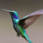 ¿Por qué un colibrí se queda quieto?