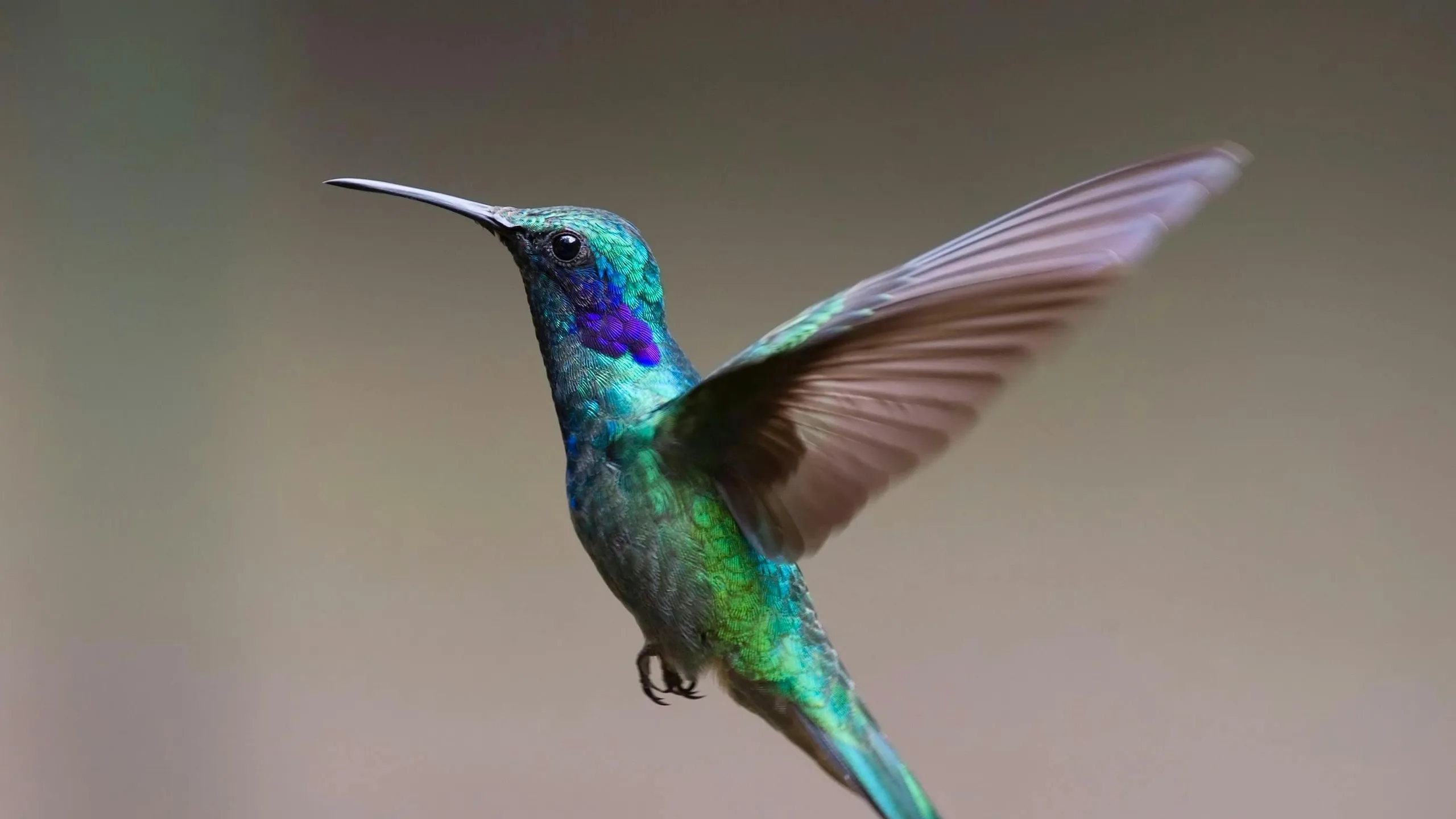 ¿Por qué un colibrí se queda quieto?