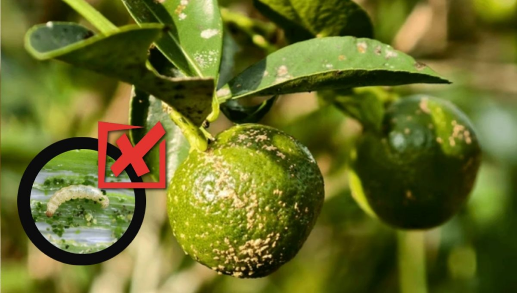 Por qué los gusanos no comen limones