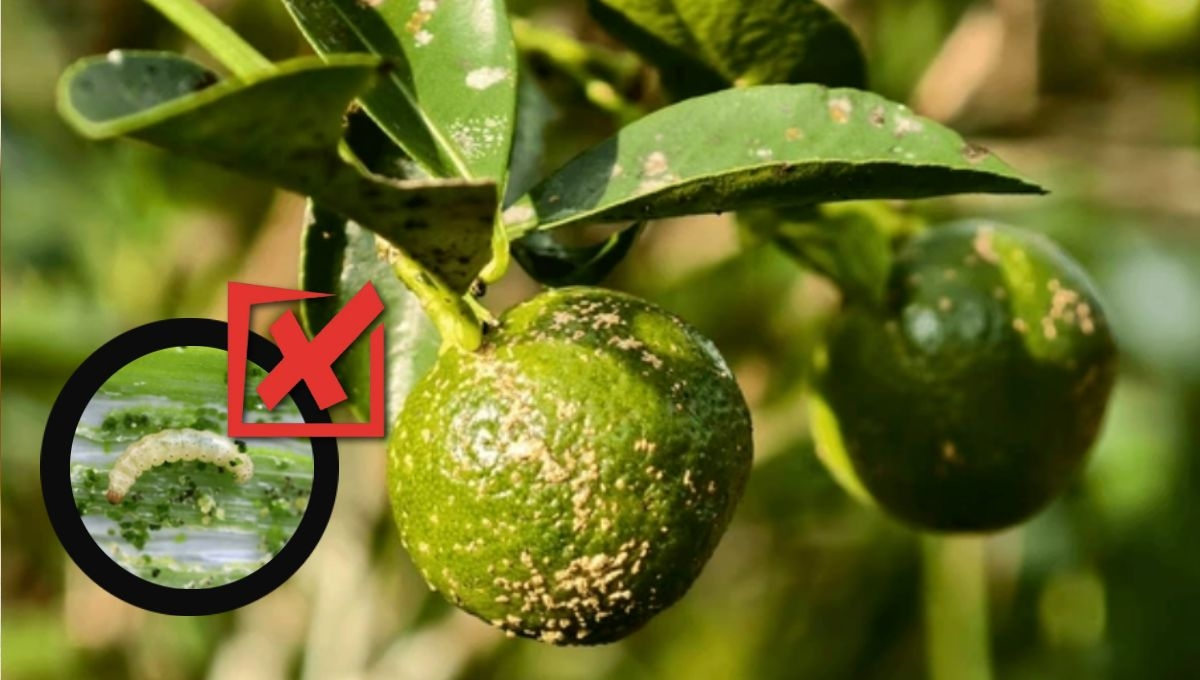 Por qué los gusanos no comen limones