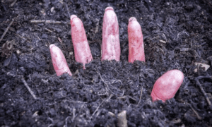 Por qué los gusanos se comen a los muertos