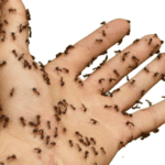 ¿Por qué las hormigas muerden a los humanos?