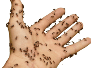 ¿Por qué las hormigas muerden a los humanos?