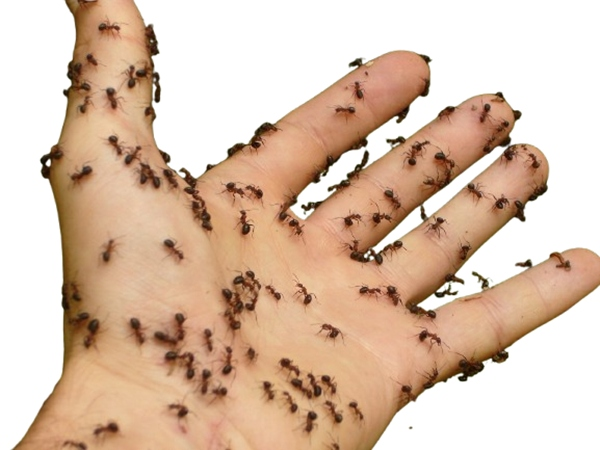 ¿Por qué las hormigas muerden a los humanos?