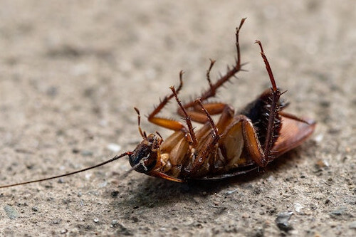 Por qué las cucarachas mueren patas arriba