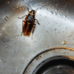 Por que las cucarachas salen de noche