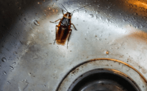 Por que las cucarachas salen de noche