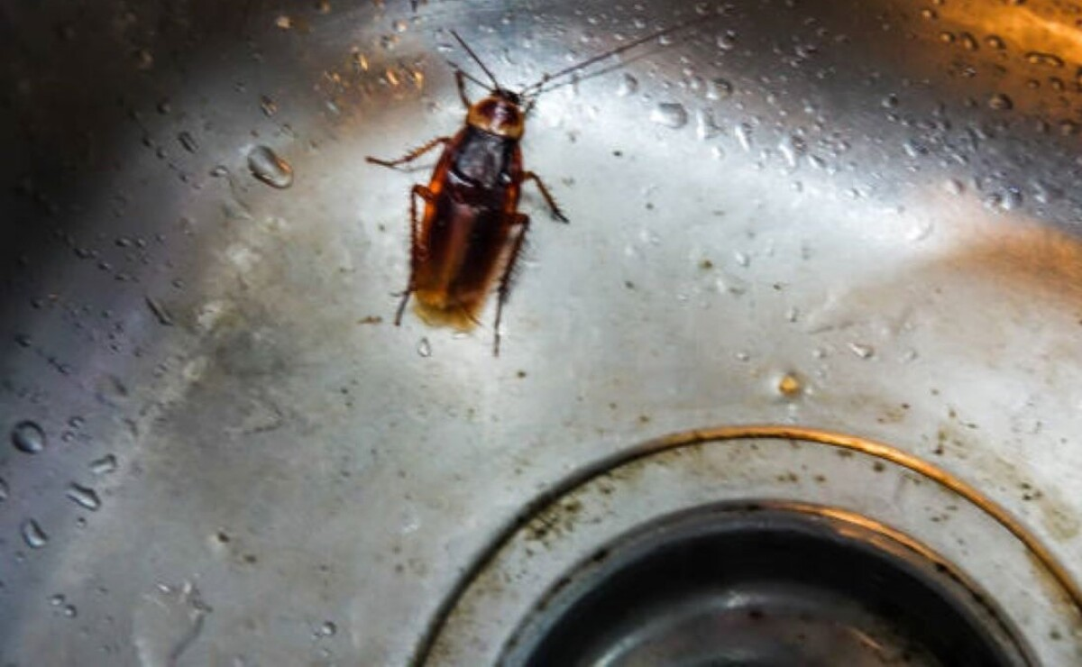 Por que las cucarachas salen de noche