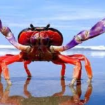 ¿Por qué los cangrejos caminan de lado?