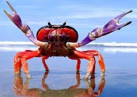 ¿Por qué los cangrejos caminan de lado?