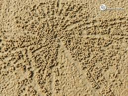 ¿Por qué los cangrejos hacen bolitas de arena?