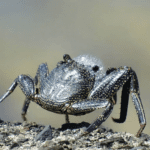 ¿Por qué los cangrejos echan espuma?