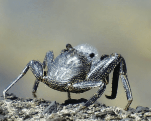 ¿Por qué los cangrejos echan espuma?