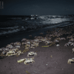 ¿Por qué los cangrejos salen de noche?