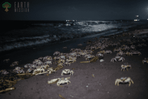 ¿Por qué los cangrejos salen de noche?