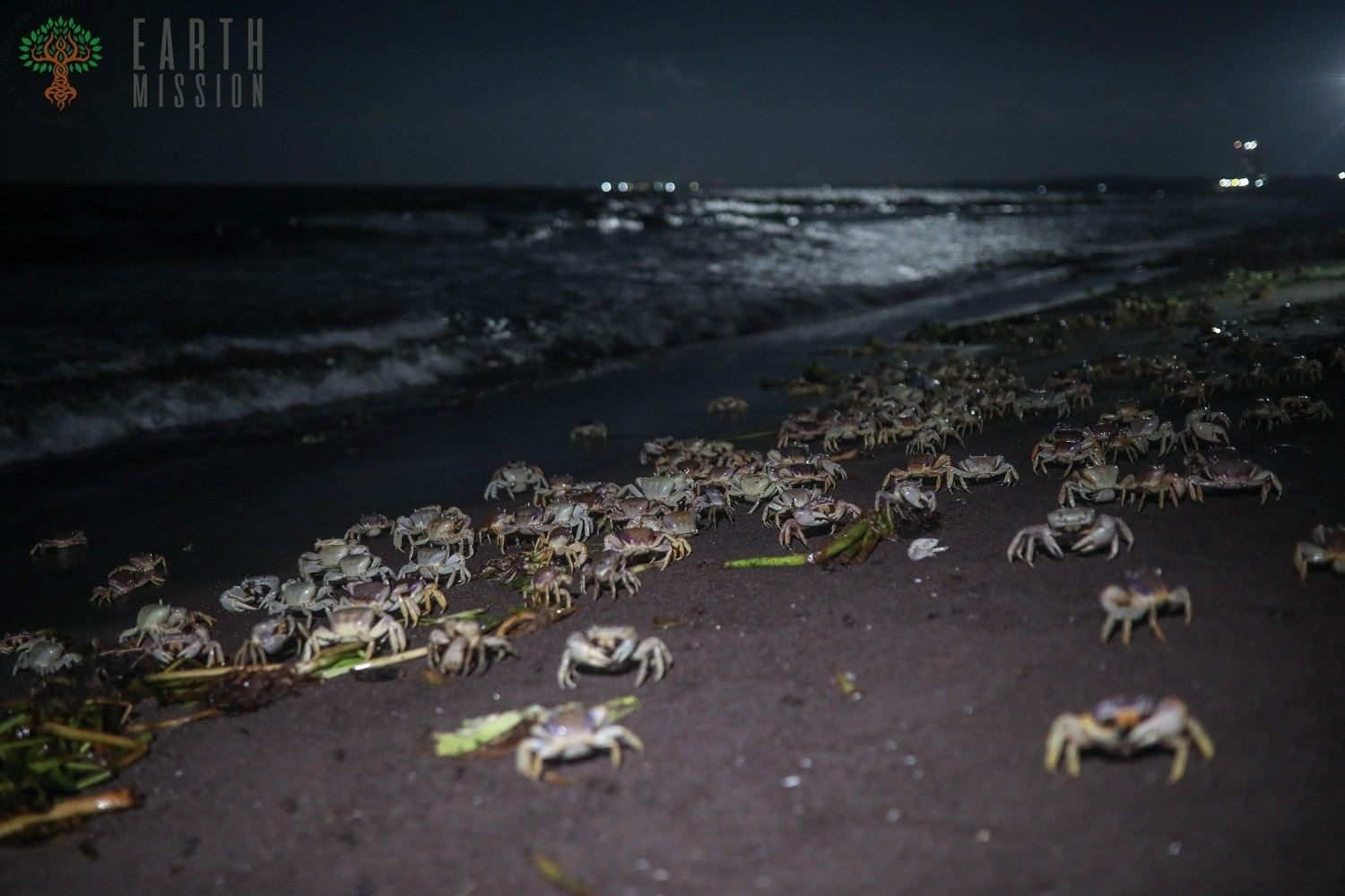 ¿Por qué los cangrejos salen de noche?