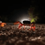 ¿Por qué se dice que los cangrejos son inmortales?