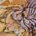 ¿Por qué los cangrejos no tienen sangre?