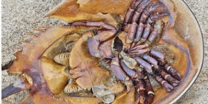 ¿Por qué los cangrejos no tienen sangre?