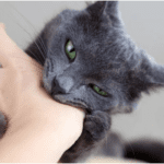 ¿Por qué mi gato me muerde la mano suavemente?