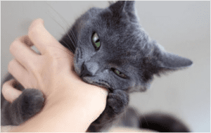 ¿Por qué mi gato me muerde la mano suavemente?