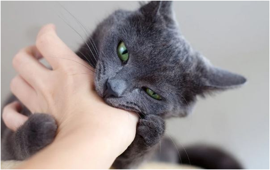 ¿Por qué mi gato me muerde la mano suavemente?