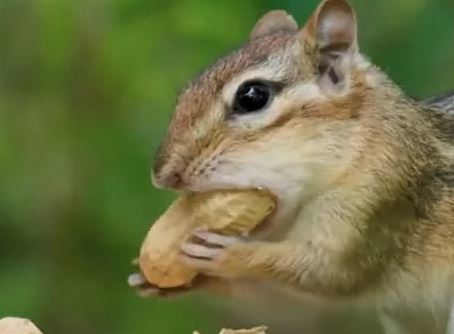 ¿Por qué las ardillas están en peligro de extinción?