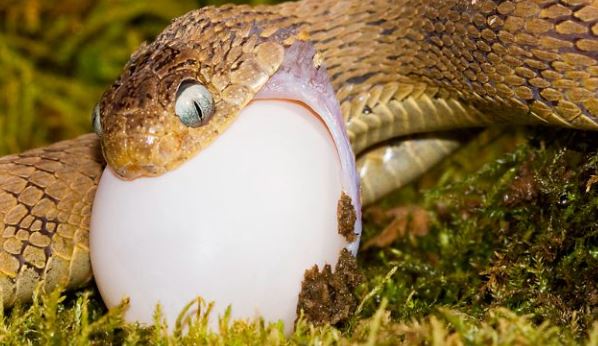 Por qué las culebras vomitan lo que se comen