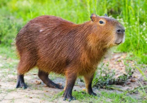 ¿Por qué los capibara están de moda?