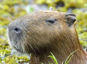 ¿Por qué los capibaras se hicieron famosos?