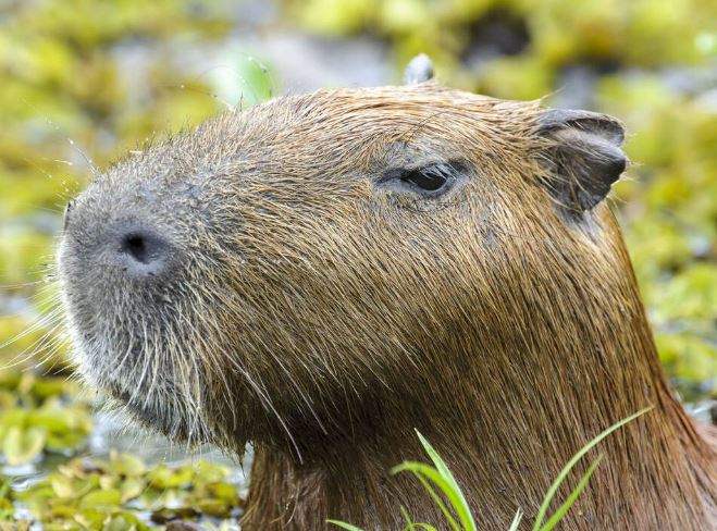 ¿Por qué los capibaras se hicieron famosos?