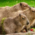 ¿Por qué los capibaras están en peligro de extinción?