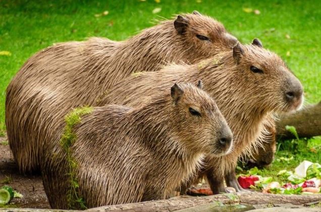 ¿Por qué los capibaras están en peligro de extinción?
