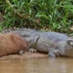 ¿Por qué los capibaras son tan amigables con los cocodrilos?