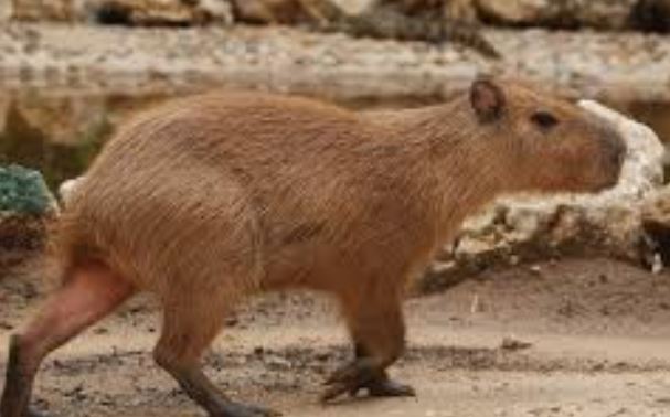Por qué los capibara no tienen cola