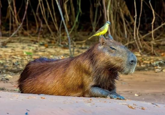 ¿Por qué los capibaras no son atacados?