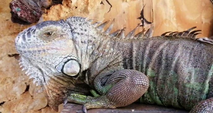 ¿Por qué las iguanas se ponen negras?