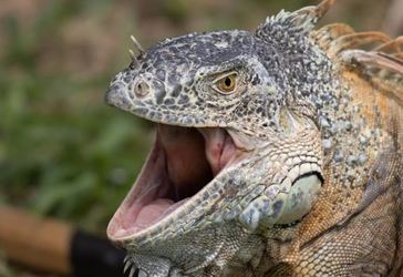 ¿Por qué las iguanas abren la boca?
