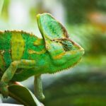 Descubre por qué el camaleón cambia de color, cómo funciona su piel y qué significa este proceso naturalmente.