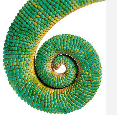 ¿Por qué camaleón lleva tilde?