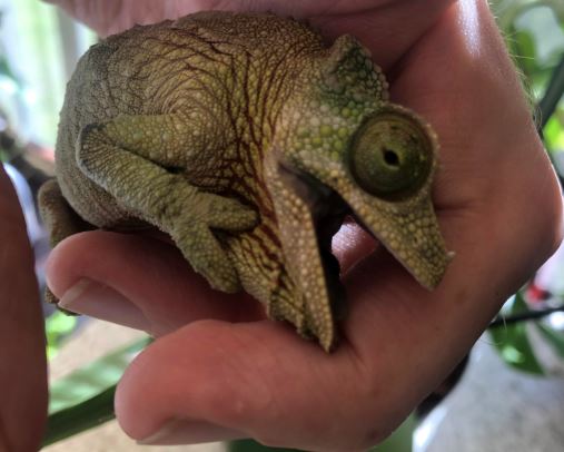 ¿Por qué mi camaleón abre la boca?