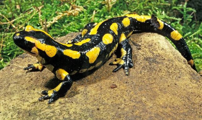 ¿Por qué la salamandra es un anfibio?