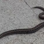 ¿Por qué entran las culebras a las casas?
