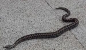 ¿Por qué entran las culebras a las casas?
