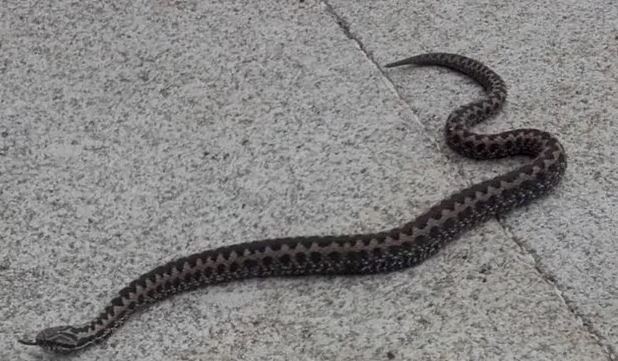 ¿Por qué entran las culebras a las casas?