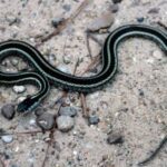 ¿Por qué las serpientes mudan de piel?