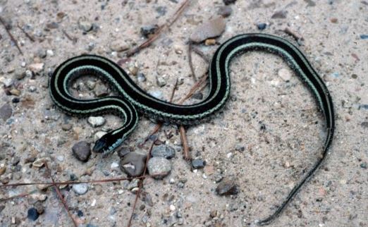 ¿Por qué las serpientes mudan de piel?