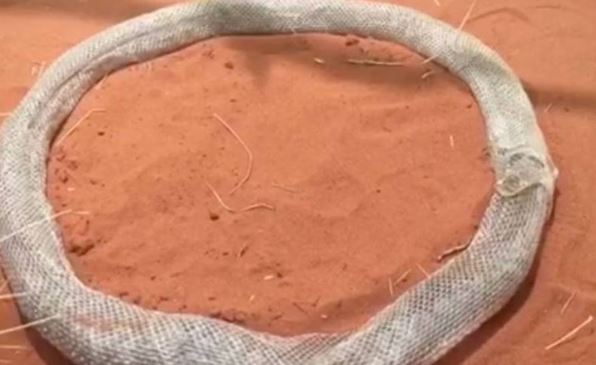 ¿Por qué las serpientes se comen a sí mismas?